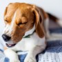 What to do when your dog is choking A beagle sneezes, eyes closed, lying on a patterned blanket in a well-lit room.