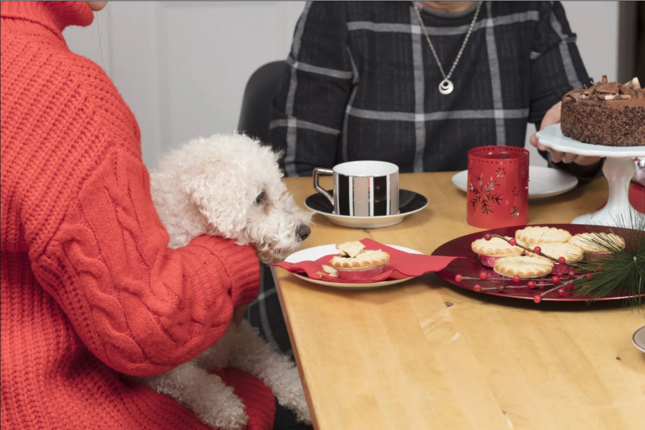 Dog ate raisins hot sale and is fine