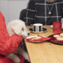 Dog staring at mince pies - can dogs eat grapes A small white dog sits on a person's lap, closely eyeing a pie on a table, with plates of desserts and cups nearby, creating a cozy dining scene.