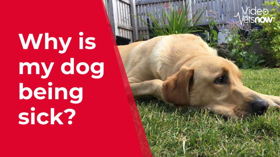 Dog Being Sick How To Care For A Vomiting Dog Vets Now