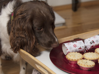 how many grapes can a dog eat before getting sick