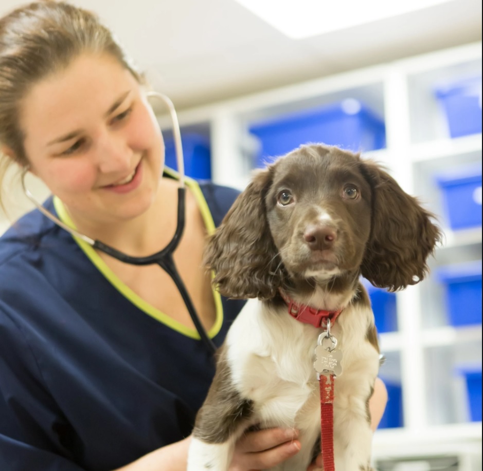 A closer look at Fruit Related Pet Choking Deaths