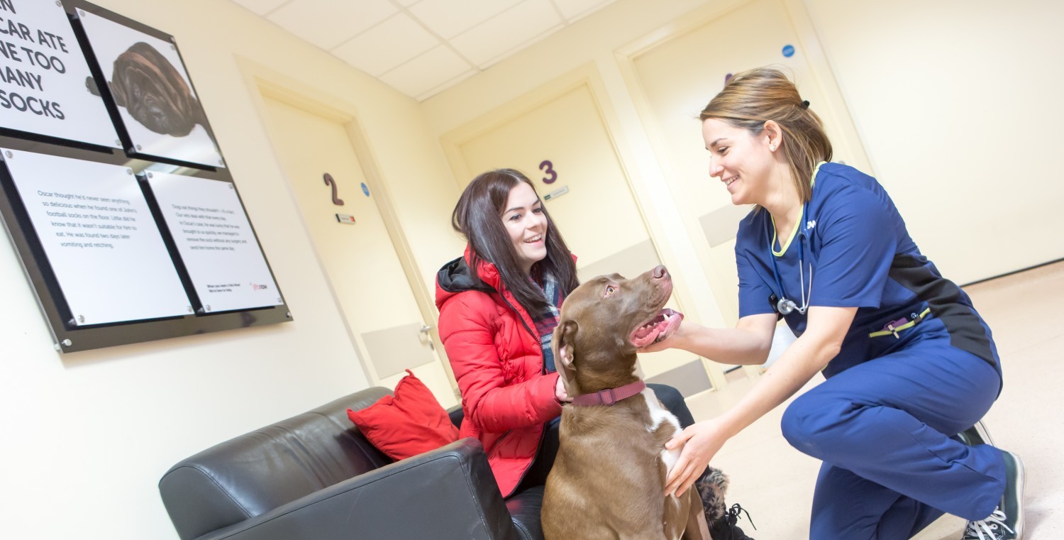 Free veterinary online advice online chat