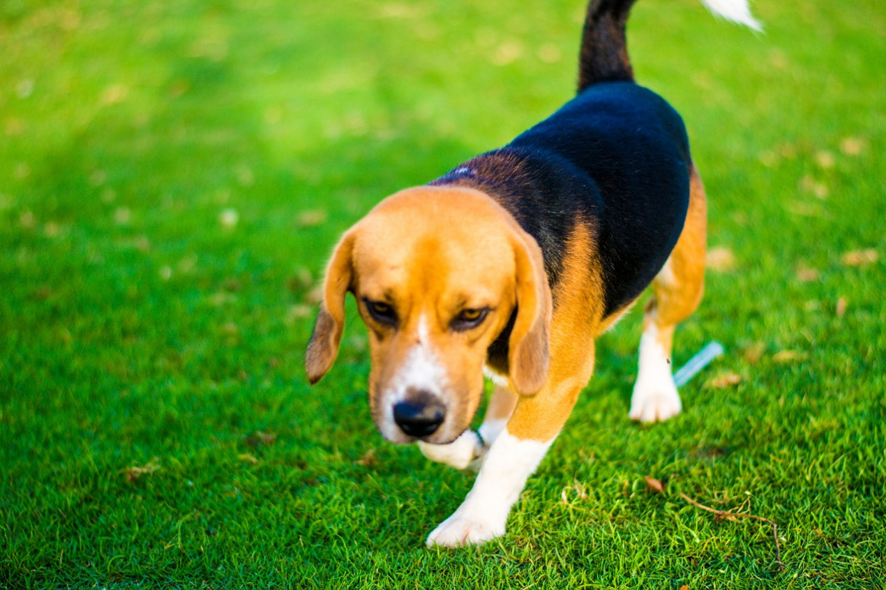 can lungworm in dogs be cured