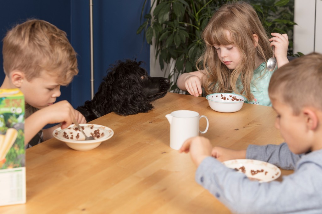 What To Do If Your Dog Eats Chocolate Dog Ate Chocolate Advice