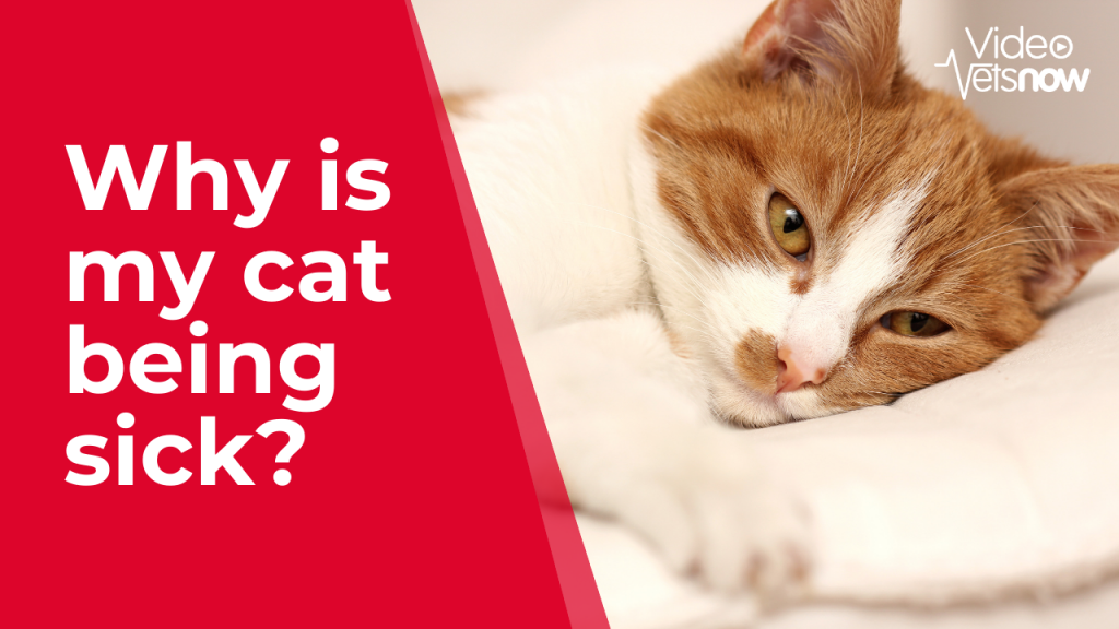 Why Is My Cat Being Sick? How To Treat Cat Vomiting | Vets Now