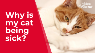 Why Is My Being Sick? How To Treat Cat Vomiting | Vets Now