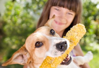 are corn good for dogs