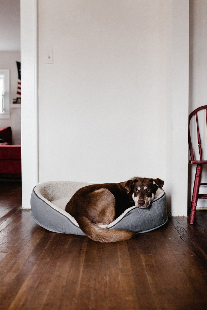 dog at home