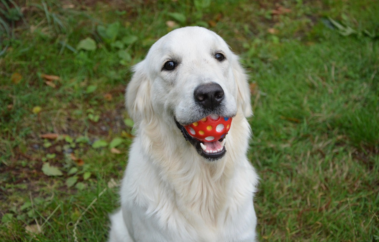 My Dog Ate A Ball Bone Or Toy Blockage In Dogs Causes