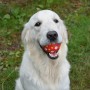 dog-ate-ball A golden retriever holds a red and orange polka-dotted ball in its mouth, sitting on lush green grass. The dog looks content and attentive.