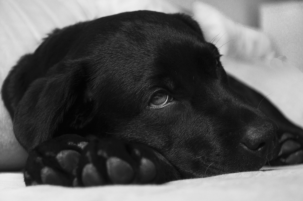 What to feed a sick outlet puppy