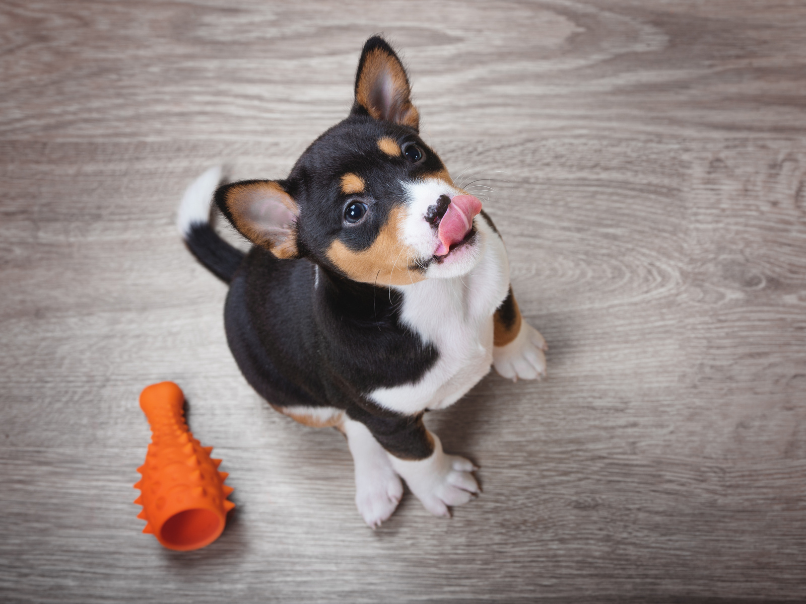 what to do if your puppy is gagging