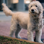 Cream-coloured dog on a lead outdoors