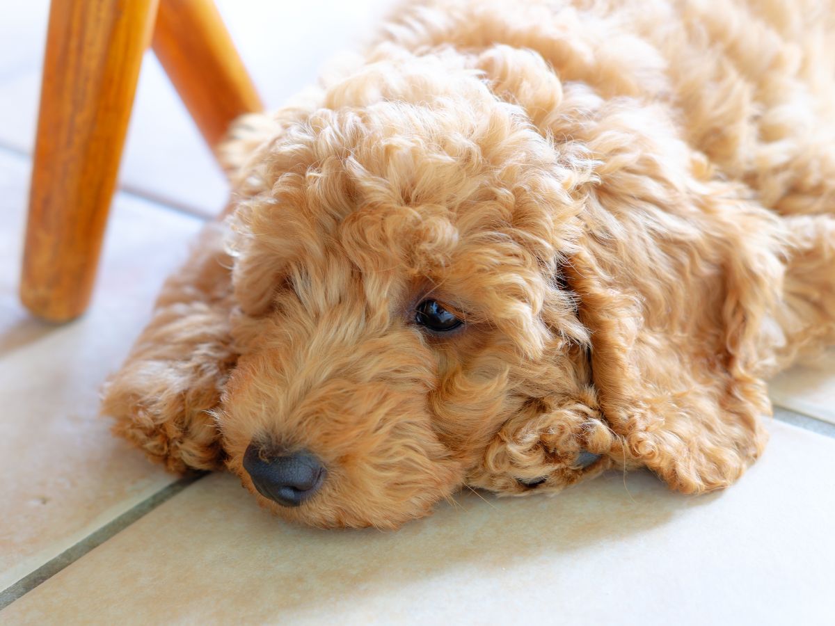 A young Goldendoodle puppy with curly golden fur lying on a tiled floor with a relaxed, sleepy expression