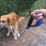 how do I stop my dog eating poop A brown dog stands still, attached to a blue leash held by a person, next to a leafy hedge on a dirt path.