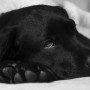 Vets-Now-dog-being-sick-emergency A black Labrador retriever lies restfully with its head on its paws, looking thoughtful, in a soft, cozy indoor setting.
