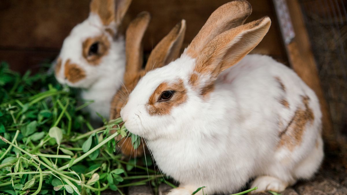 rabbits-eating-greens Two brown and white rabbits munching on fresh leafy greens