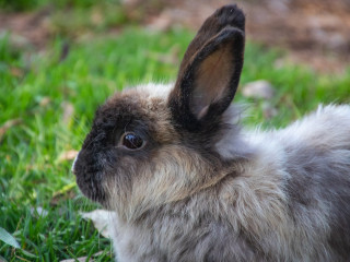 rabbit in the grass A fluffy rabbit with dark ears and face rests on green grass, surrounded by a blurred natural background.