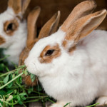 two-rabbits Two rabbits munching on fresh leafy greens
