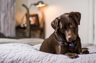 A brown dog lies on a quilted bed, gazing down curiously. In the background, a soft-glowing lamp creates a cozy ambiance in a dimly lit room.
