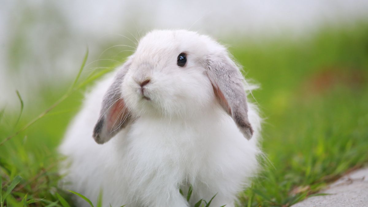 white-rabbit-in-grass White fluffy rabbit with floppy ears sitting in green grass.