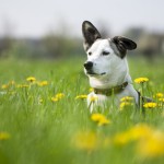 dog-in-field