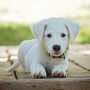Puppy laying on wooden floor - puppy vaccinations A small white puppy lays on a wooden surface, looking directly ahead, with a blurred grassy background.
