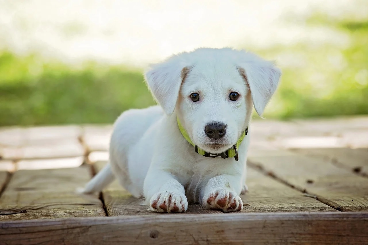 can 4 week old puppies go outside