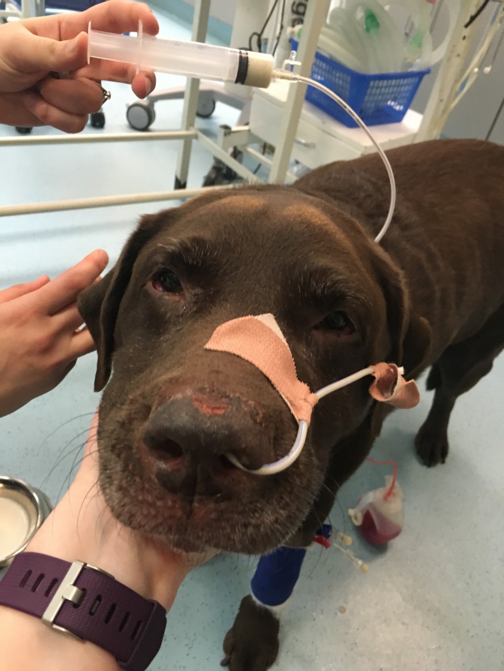 Brown dog with a nasal tube, supported by a person's hands, in a veterinary clinic setting. A syringe is connected to the tube. Medical equipment surrounds the scene.