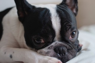 A black and white dog, possibly a French Bulldog, rests its head on crossed paws, gazing intently in a softly lit indoor setting.