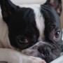 vets-now-article-on-brachycephalic-dog-breeds-french-bulldog A black and white dog, possibly a French Bulldog, rests its head on crossed paws, gazing intently in a softly lit indoor setting.