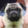 Image of pub for Vets Now article on brachycephalic dog breeds