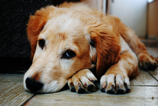 A fluffy brown dog rests its head on paws, looking relaxed on a wooden floor indoors.