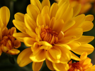 Chrysanthemum toxic to hot sale dogs and cats