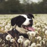 Smiling dog in a field of dandelions for Vets Now article on dog vaccinations and puppy vaccinations