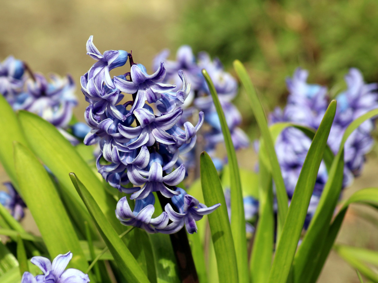 11 Garden Plants & Flowers Poisonous To Cats Vets Now