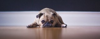 A pug lies flat on a wooden floor, resting its head with a calm expression, against a simple dark background and white baseboard.