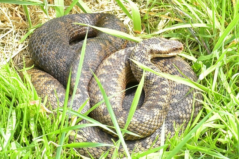 Adder Bites In Dogs What To Do If Your Dog Is Bitten Vets Now