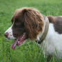 Dog breathing fast A brown and white dog with a collar pants while standing in lush green grass, surrounded by an outdoor environment.