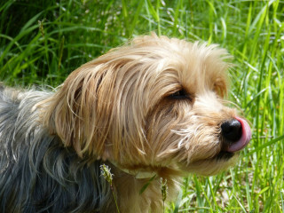 A small, fluffy dog licks its nose amid tall, lush green grass, suggesting a peaceful outdoor environment.