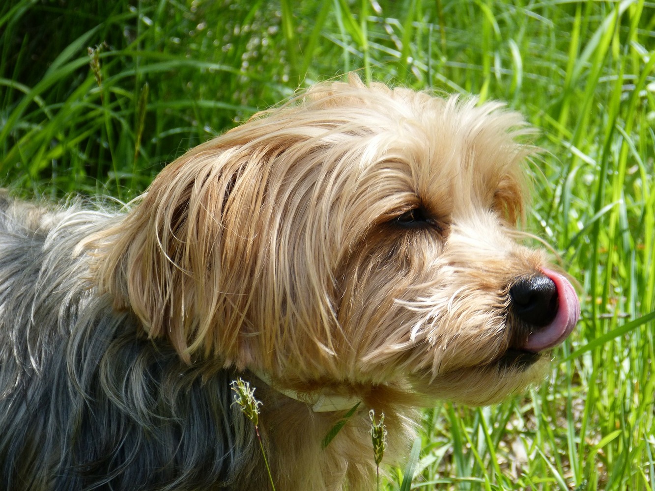 A small, fluffy dog licks its nose amid tall, lush green grass, suggesting a peaceful outdoor environment.