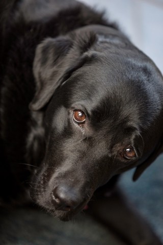 A black Labrador Retriever lies on a dark surface, gazing upward with gentle, expressive eyes. The setting is indoors, with soft lighting highlighting the dog's glossy coat.