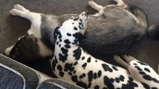 A Dalmatian rests its head on another dog's back as they lie together on a carpeted floor beside a sofa, conveying a peaceful, cozy moment.
