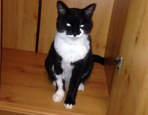 A black and white cat sits inside a wooden cabinet, looking directly forward, surrounded by light brown wood panels and a small metal latch on the door.