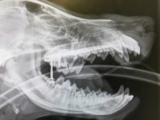 vets-now-nail-barney-beagle1 Side view X-ray shows an animal's jaws open, revealing teeth and a nail lodged between them. The surrounding area is dark, highlighting skeletal structure.