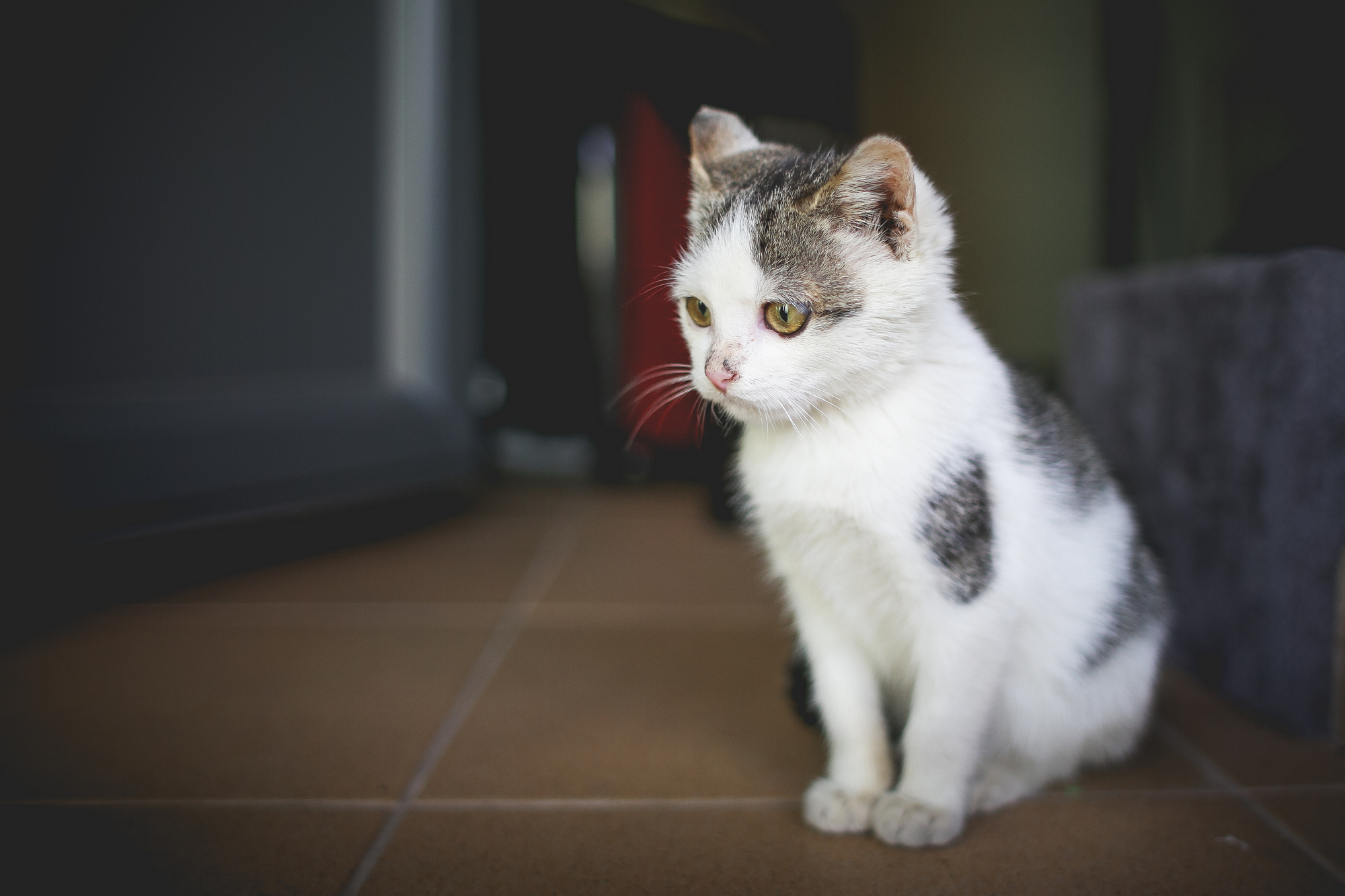 how-to-keep-a-cat-cool-in-hot-weather-vets-now