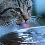 A cat licks water with its tongue creating ripples, in a serene outdoor setting.