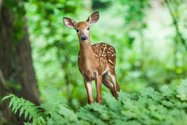 A young deer stands alert among lush green foliage in a dense forest, its white-spotted coat contrasting with the vibrant surroundings.