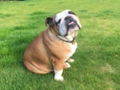 A bulldog sits leisurely on vibrant green grass, tilting its head slightly upward, with a relaxed demeanor in a sunny outdoor setting.